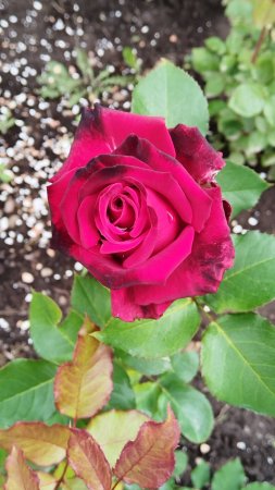 Вот такой цветочный июнь получился 🌹🌹🌹