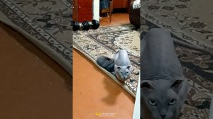Кожаные коты
