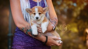 Девочка #2, Клеопатра, Пикси+Токио