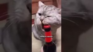 Приколы животные и не только