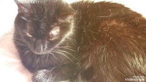 МОИ ЛЮБИМКИ 🐈🐈🐈🥰☕🖥️