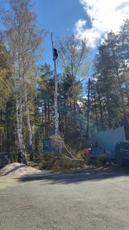 Береза в Коптяках