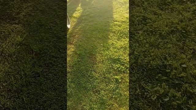 Внедрякулус