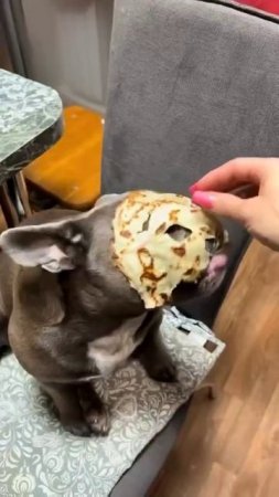 Всем вкусных завтраков🥰 #dog
