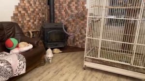 Новая игрушка своими руками для попугаев.