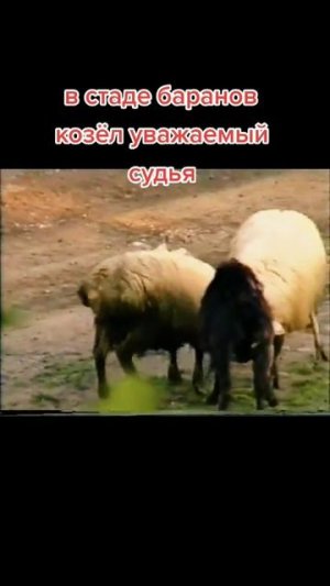Приколы животные и не только