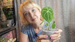Как чувствуют себя мои маленькие антуриумы, пересадка