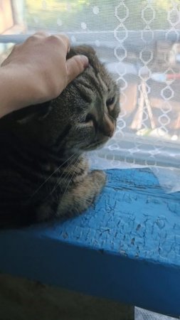 кот хлеб мем