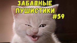 Я РЖАЛ ДО СЛЕЗ 😹 СМЕШНЫЕ КОШКИ И СОБАКИ  СМЕШНЫЕ ЖИВОТНЫЕ 2025 😹 ЛУЧШИЕ ПРИКОЛЫ #59