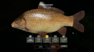 Русская Рыбалка 4 Трофей (Карасекарп) оз. Медное