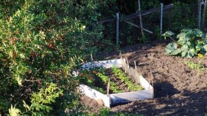 Вишня красная на деревенских огородах, счастливая и уютная жизнь в деревне