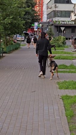 #собачки #reels #short #shorts #margo #shortvideo #shortsvideo #dig #dogs #doglife #town #street