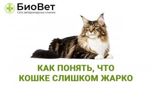 Как понять, что кошке слишком жарко
