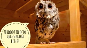 Начала кормить сов засветло, а закончила опять ночью. Сова Одуванчик облетает! Очень красивая орха