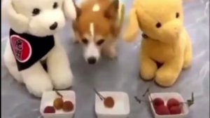 Обиделся 🐶