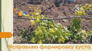 Как сформировать виноградный куст