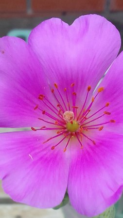 Calandrinia GRANDIFLORA — Каландриния Крупноцветковая