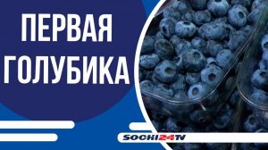 В посёлке Вардане, фермеры собрали первую крупную партию голубики