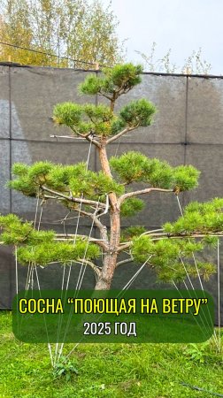 Сосна "Поющая на ветру" 2025 год