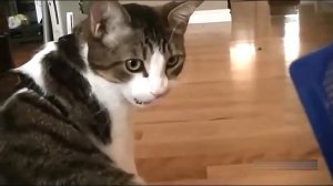 Всячинки