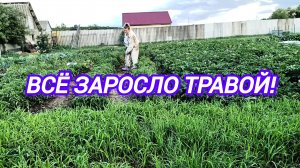 ВСЁ ЗАРОСЛО ТРАВОЙ. В ОГОРОД НЕ ВЛЕЗТЬ