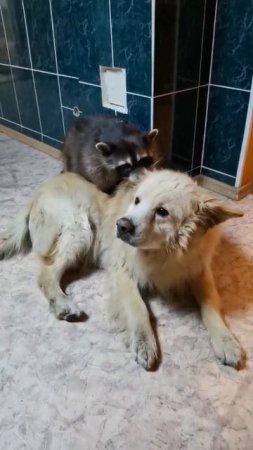 топовый ролик