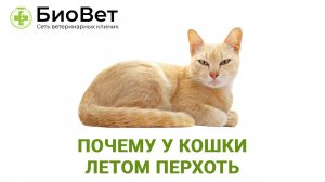 Почему у кошки летом перхоть