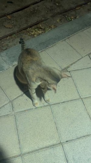 В Катаре все кошки породистые?!