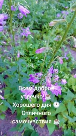 Цветы