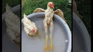 До чего ж в июле жарко... с юмором. 112а