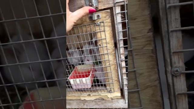 Шок контент! Каждый месяц по 11 крольчат!#bunny #rabbit #кролики #животные #mybunny #огород