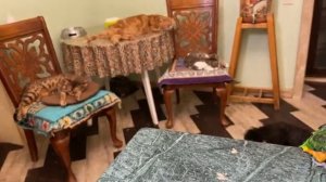 Дали попугаям остатки каши для птенцов.