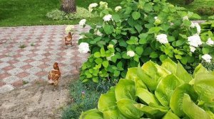 Клематисы, чтобы не потерять, что делаю.