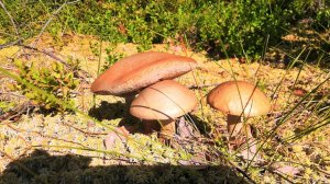 После дождей в лесу пошли летние подберезовики 🌲