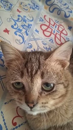 котик играется