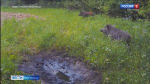 Костромские охотники помогают создавать в лесах санаторно-курортные условия для кабанов