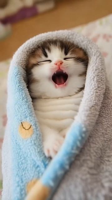 😻💤 Милые котята мурлыкают и мяукают во сне! 💤🐾 смотреть онлайн