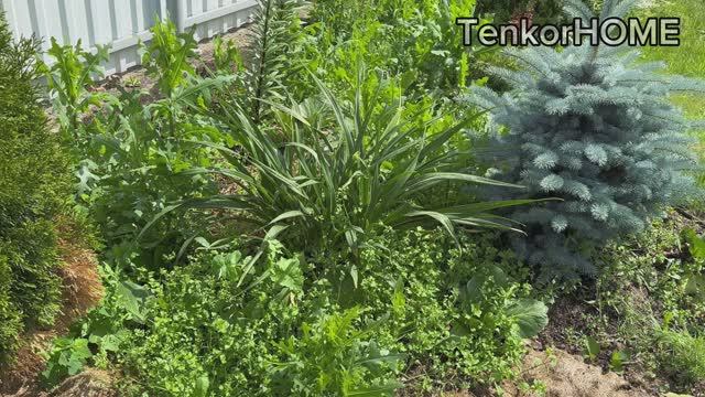 Как избавиться от сорняков в цветниках навсегда! смотреть онлайн