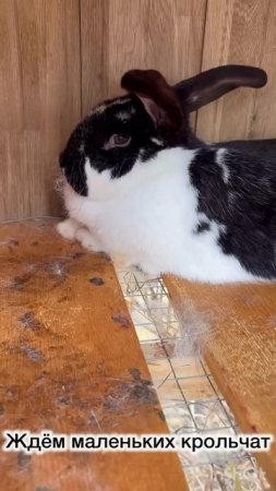 Сенсация! Ждем пополнения #bunny #rabbitbreeds #rabbit #животные #кролики #огород #зоопарк