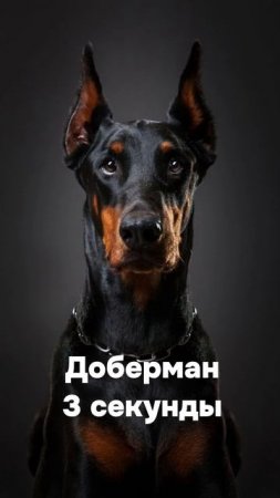 Привет, я Йорк!
🦴 Гав-гав, лайкни shorts