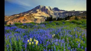 Возвращайся мой прекрасный (песня) 2000г.