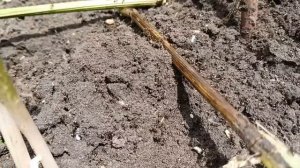 Маленькие чёрные муравьи