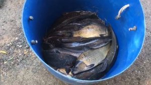 хороший улов на малом водоёме