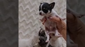 Чихуахуа предлагаются к бронированию 😍