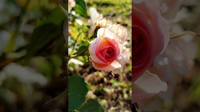 Вишня в саду и мои выращенные Розы 🌹