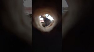 Птинци
