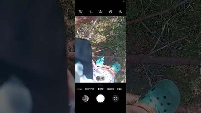 Лазим на высокое дерево