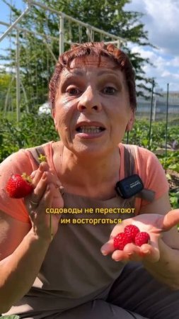 НЕОБЫЧНАЯ ЗЕМЛЯНИКА!
