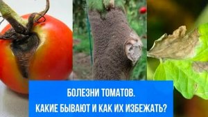БОЛЕЗНИ ТОМАТОВ