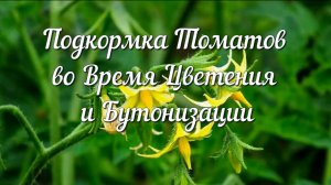 Подкормка Томатов во Время Цветения и Бутонизации